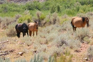 BigHorn_Canyon_Mustangs.jpg