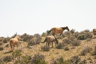 BigHorn_Canyon_Mustangs2.jpg